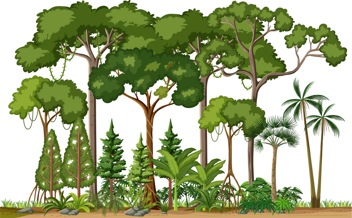 Set of different rainforest trees on white background